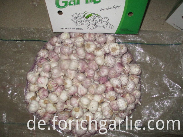 Fresh New 2019 Normal Garlic